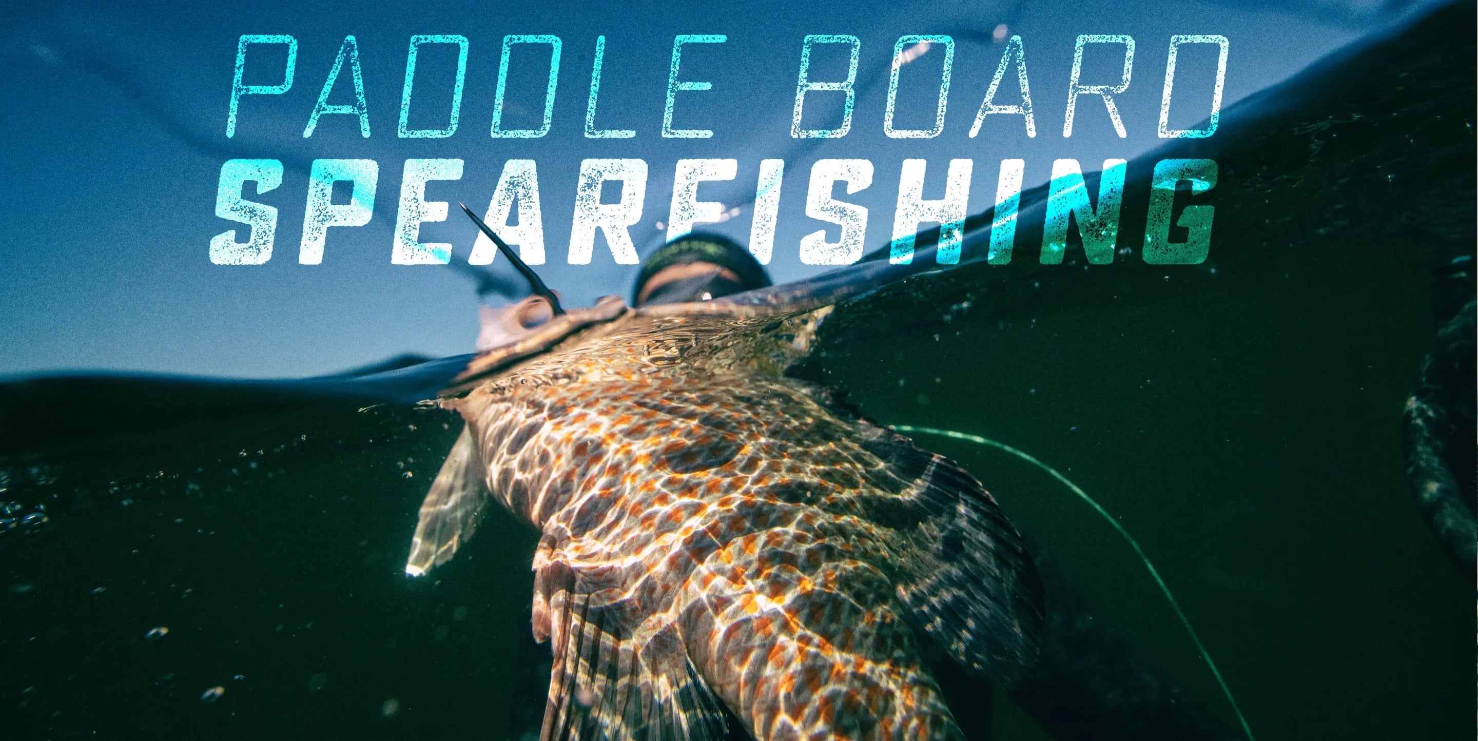 Closeup of a fish speared by a fisherman wearing a wetsuit and a mask with text overlayed saying "PADDLE BOARD SPEARFISHING"