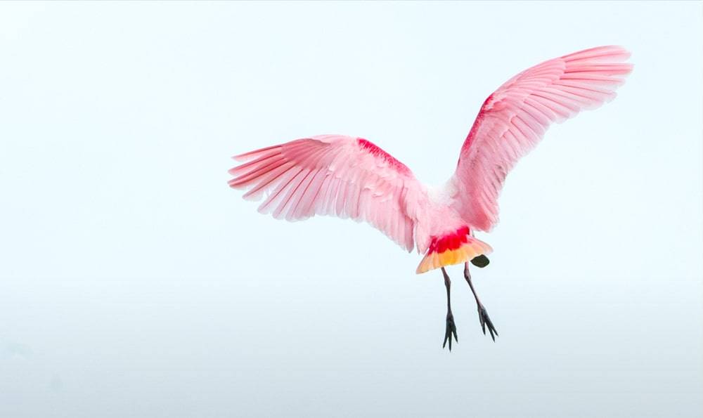Roseate spoonbill flying with wings spread wide against a bright, minimal sky.