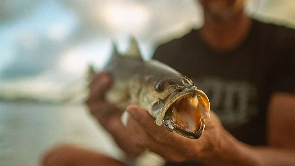 Close-up of a person holding a largemouth bass toward the camera with its mouth open.