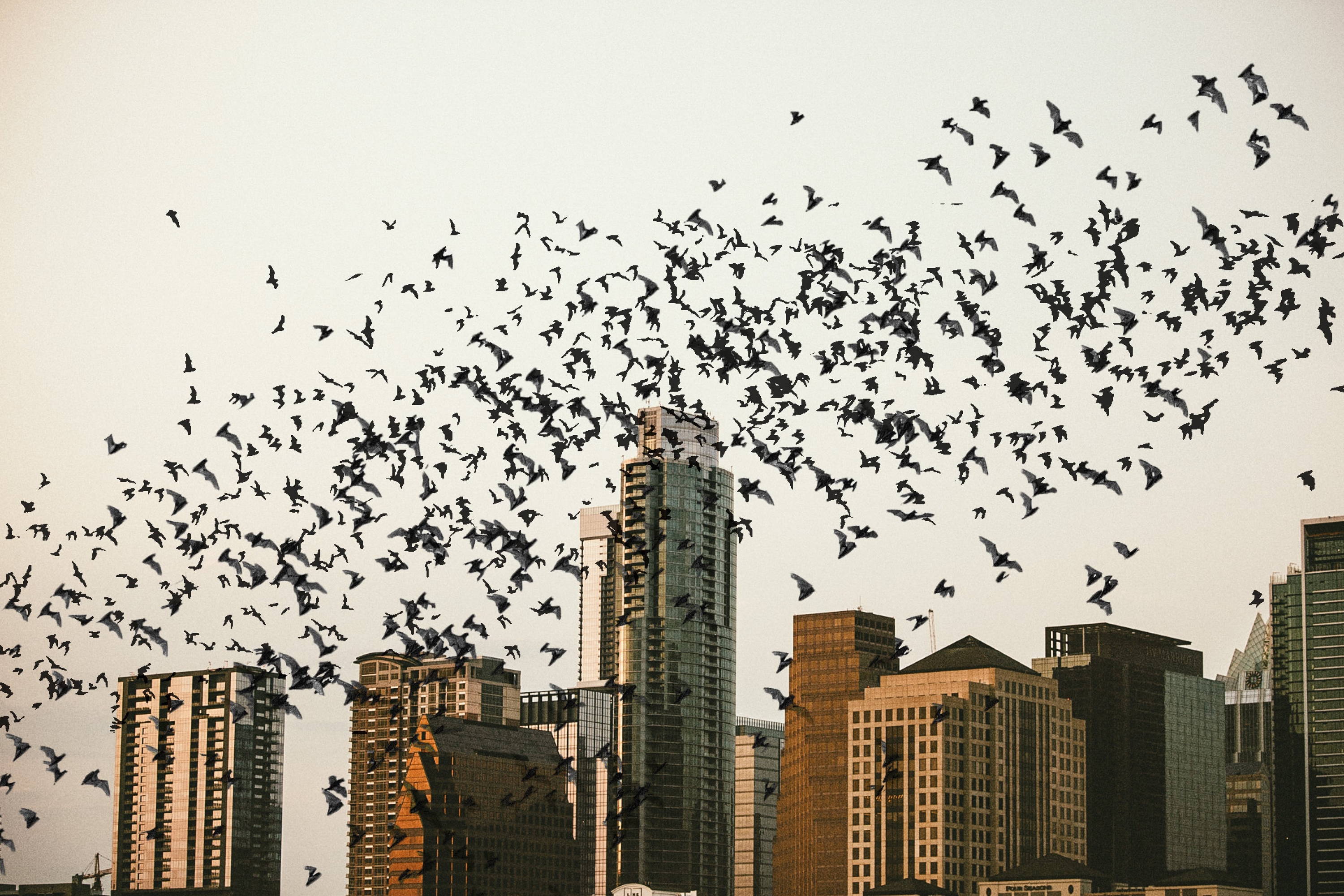 How to Go Bat-Watching in Austin, Texas - A Step-by-Step Guide