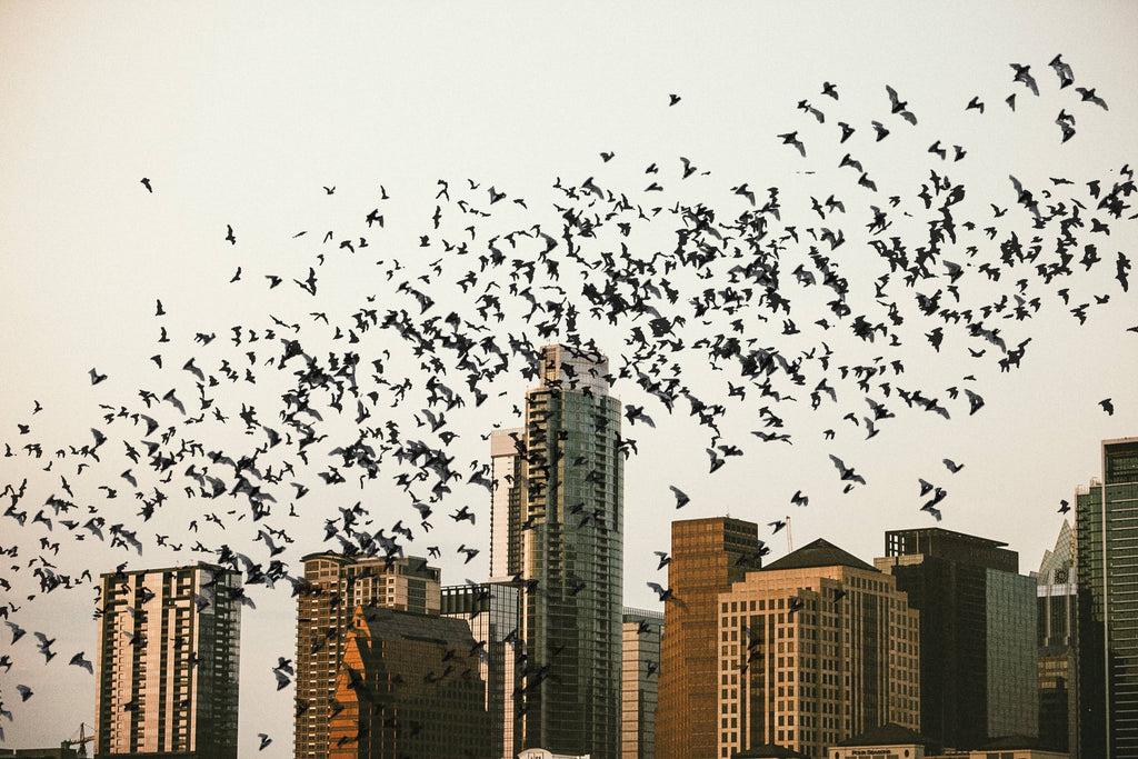How to Go Bat-Watching in Austin, Texas - A Step-by-Step Guide