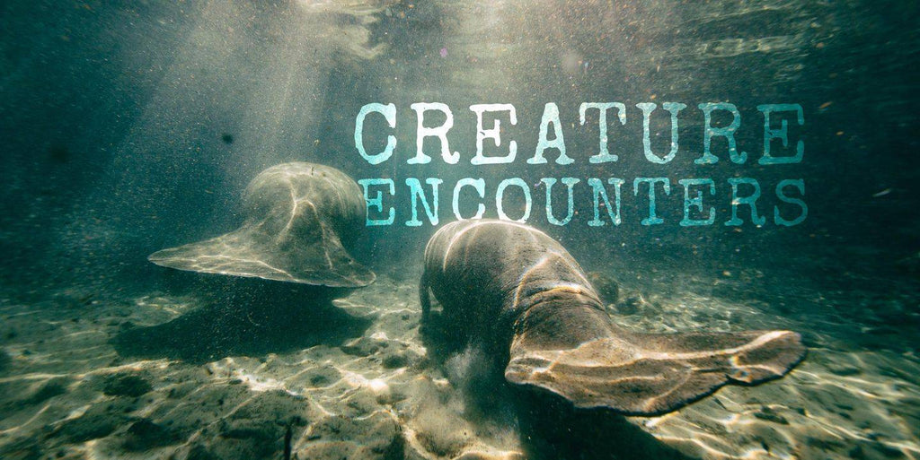 SUP Sightings: Creature Encounters