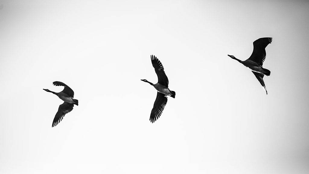 Beneath the Surface Podcast: Western Flow