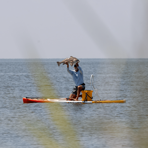 A guy holding up a redfish on a Rackham 14′ Fischer Cutthroat Paddle Board